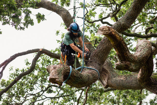 Best Firewood Processing and Delivery  in Sunset Beach, NC