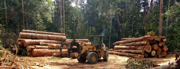 How Our Tree Care Process Works  in  Sunset Beach, NC