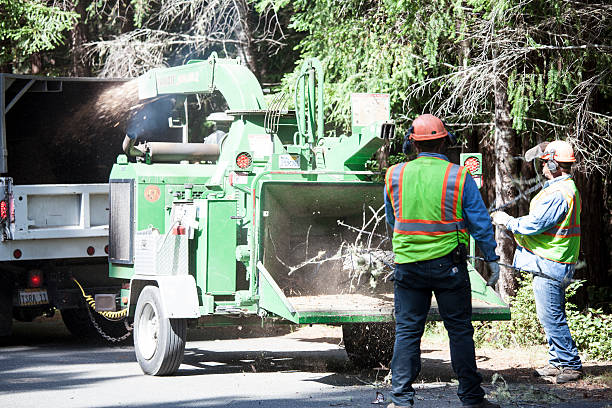 Best Stump Grinding and Removal  in Sunset Beach, NC